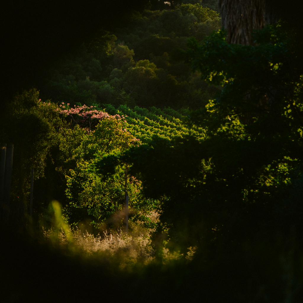 Evocativo scorcio campestre della Maremma Toscana